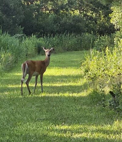 Marian R. Okie Memorial Wildlife Preserve - Millsboro, DE