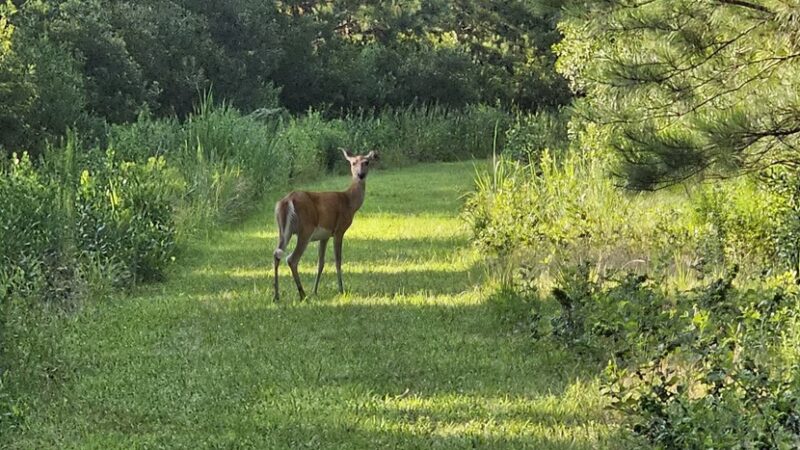 Marian R. Okie Memorial Wildlife Preserve - Millsboro, DE