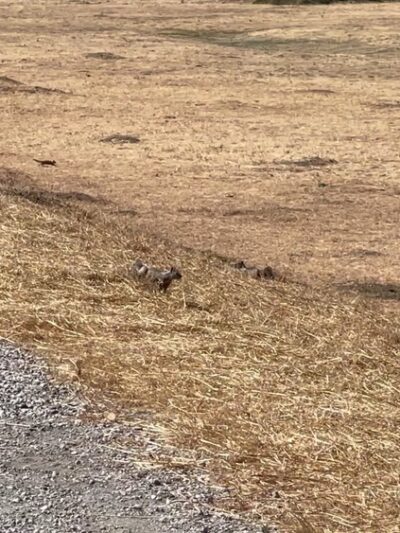 Coyote Creek Trail - Milpitas, CA