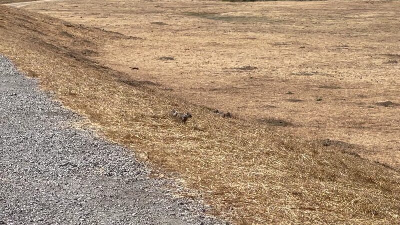 Coyote Creek Trail - Milpitas, CA