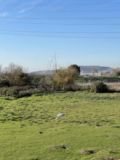 Coyote Creek Trail - Milpitas, CA