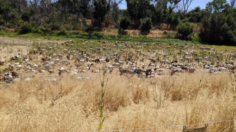 Coyote Creek Trail Head at E. Tasman - Milpitas, CA