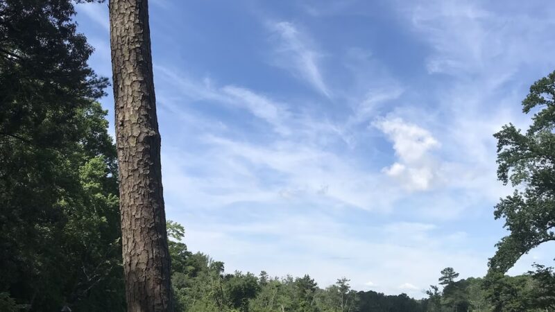 Edward H. McCabe Preserve - Milton, DE