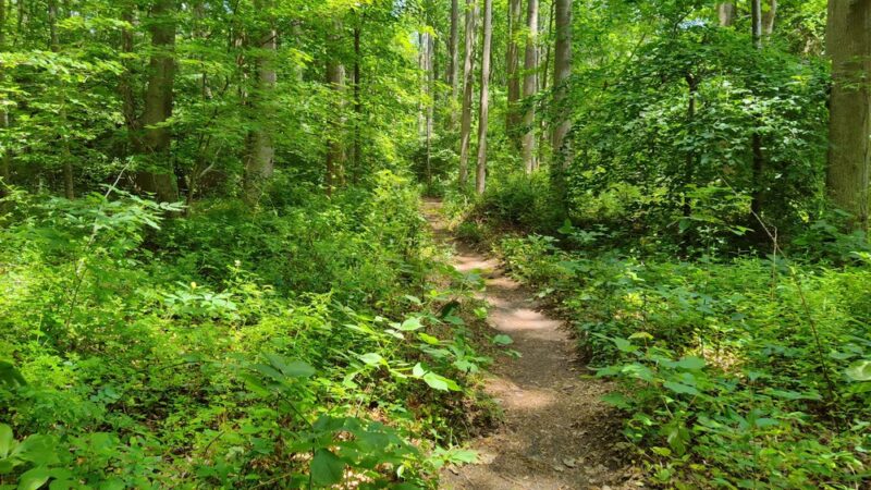 Edward H. McCabe Preserve - Milton, DE