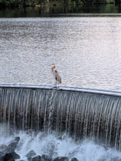 Milton Governors Walk - Milton, DE