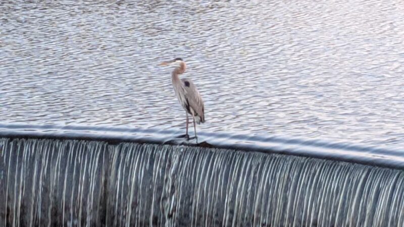 Milton Governors Walk - Milton, DE