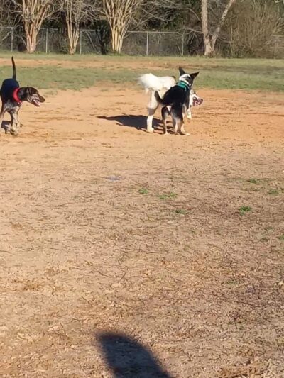 Optimist Park - Milton, FL