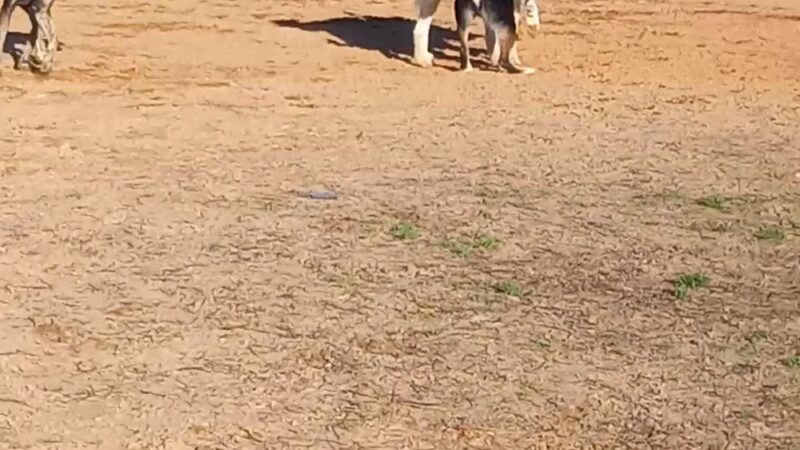 Optimist Park - Milton, FL