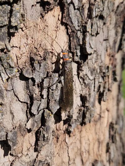 Marie Dorian Park - Milton-Freewater, OR