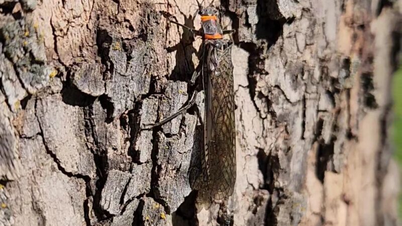 Marie Dorian Park - Milton-Freewater, OR