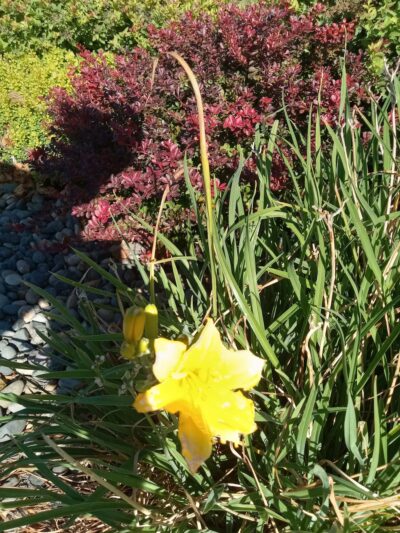 Milton-Freewater Skatepark - Milton-Freewater, OR