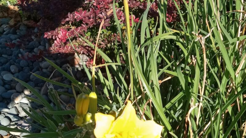 Milton-Freewater Skatepark - Milton-Freewater, OR