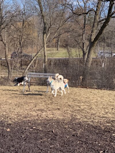 Estabrook Dog Park - Milwaukee, WI