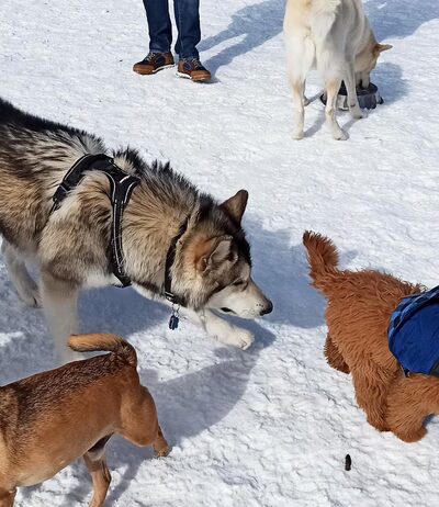 Estabrook Dog Park - Milwaukee, WI