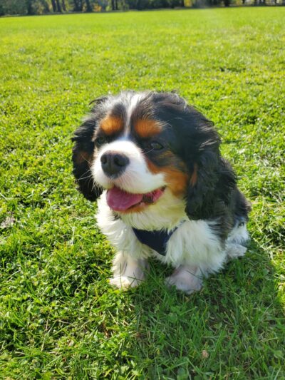 Estabrook Dog Park - Milwaukee, WI