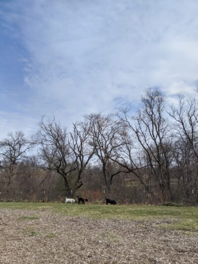 Estabrook Dog Park - Milwaukee, WI