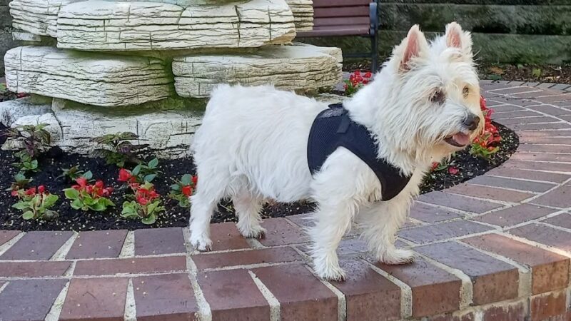 Marshall Park - Milwaukee, WI