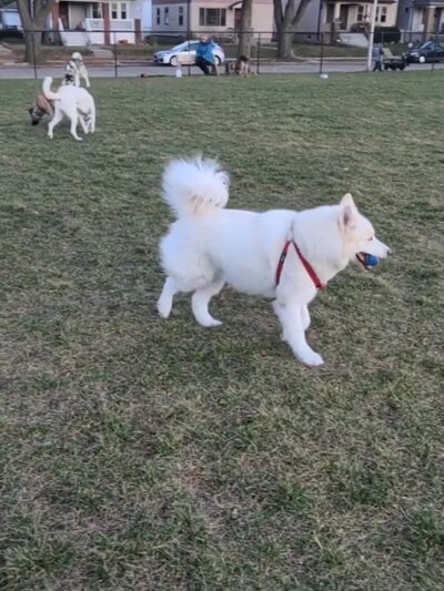 Roverwest Dog Park - Milwaukee, WI