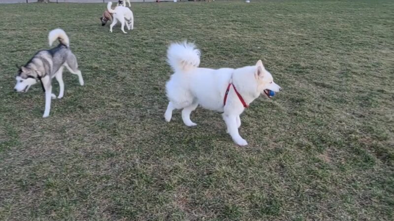 Roverwest Dog Park - Milwaukee, WI