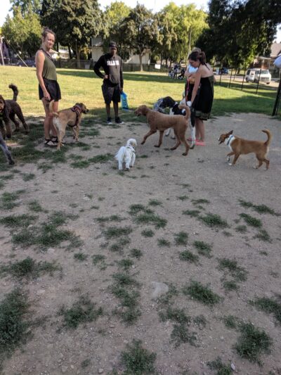 Roverwest Dog Park - Milwaukee, WI