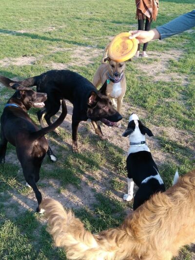 Roverwest Dog Park - Milwaukee, WI