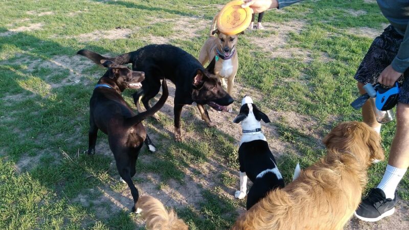 Roverwest Dog Park - Milwaukee, WI
