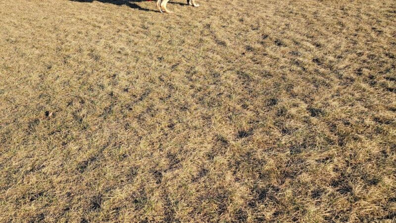 Roverwest Dog Park - Milwaukee, WI