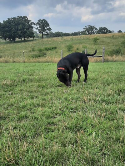 Mineral Point Unleashed Dog Park - Mineral Point, WI