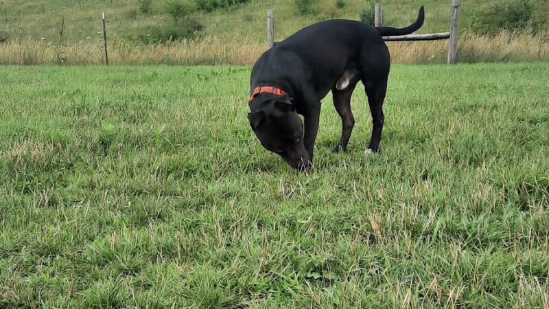 Mineral Point Unleashed Dog Park - Mineral Point, WI