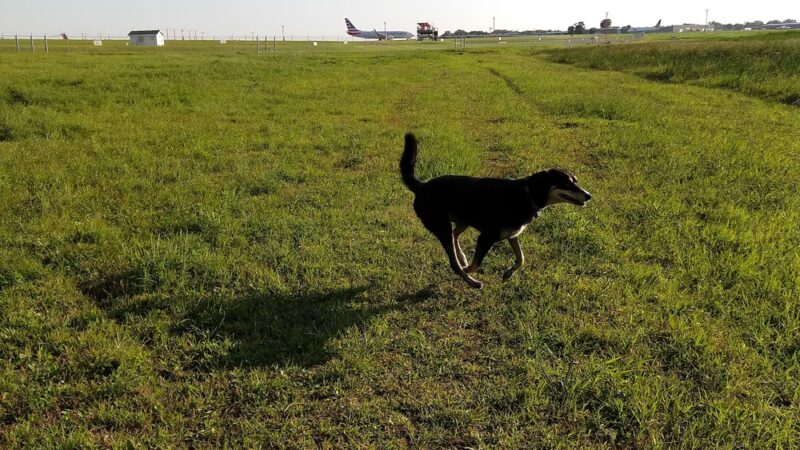 Airport Dog Park 1 - Minneapolis, MN