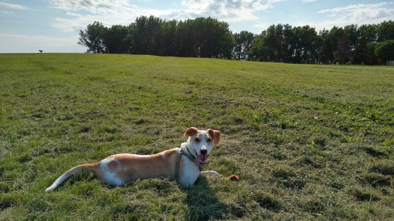 Airport Dog Park 1 - Minneapolis, MN