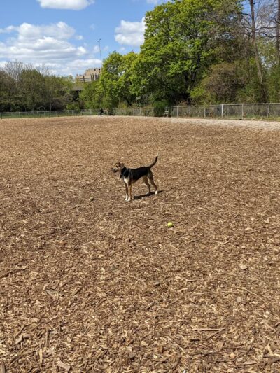 Franklin Terrace Off-Leash Dog Park - Minneapolis, MN