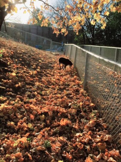 Franklin Terrace Off-Leash Dog Park - Minneapolis, MN