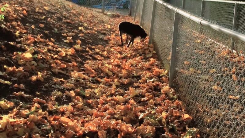 Franklin Terrace Off-Leash Dog Park - Minneapolis, MN