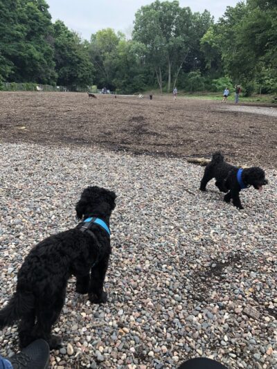 Franklin Terrace Off-Leash Dog Park - Minneapolis, MN