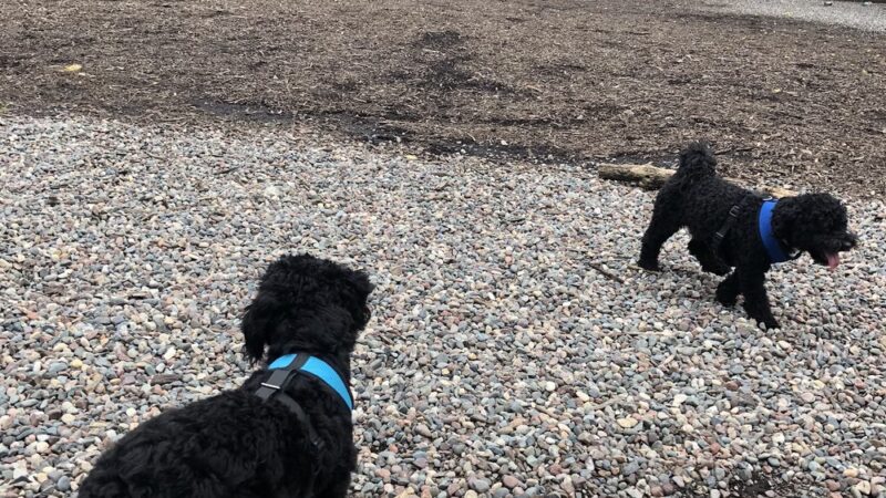 Franklin Terrace Off-Leash Dog Park - Minneapolis, MN