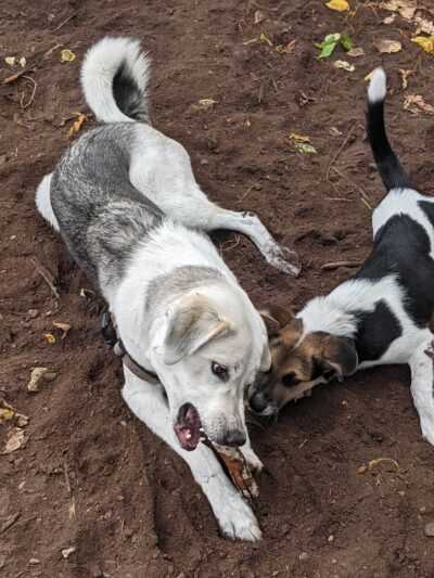 Franklin Terrace Off-Leash Dog Park - Minneapolis, MN