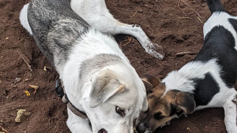 Franklin Terrace Off-Leash Dog Park - Minneapolis, MN