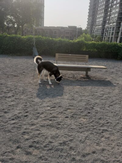 Gateway Dog Park - Minneapolis, MN