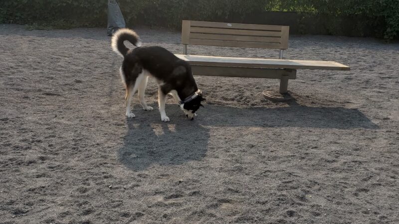 Gateway Dog Park - Minneapolis, MN