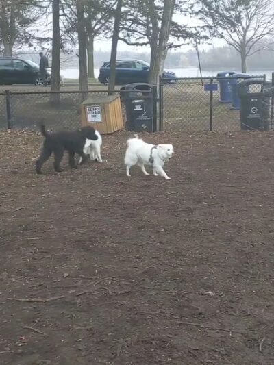 Lake of the Isles Dog Park - Minneapolis, MN