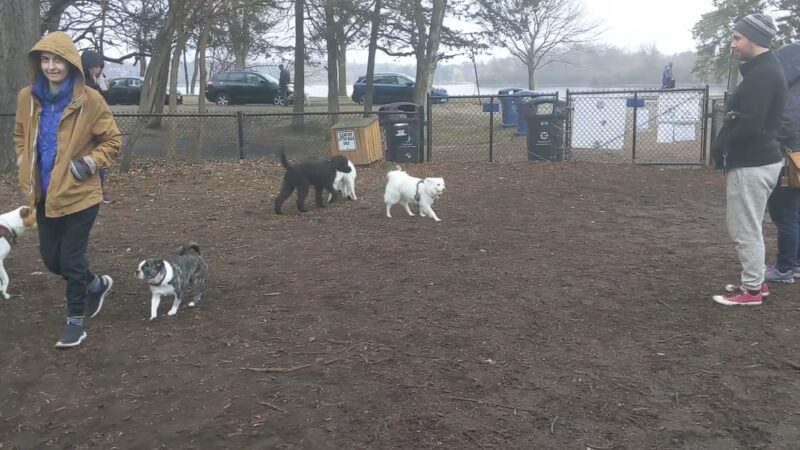 Lake of the Isles Dog Park - Minneapolis, MN
