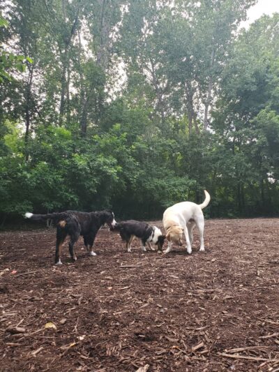 Lake of the Isles Dog Park - Minneapolis, MN