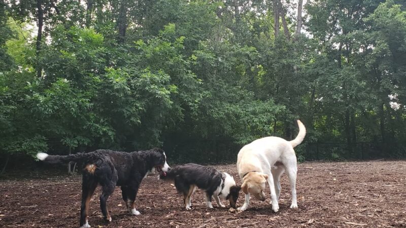 Lake of the Isles Dog Park - Minneapolis, MN