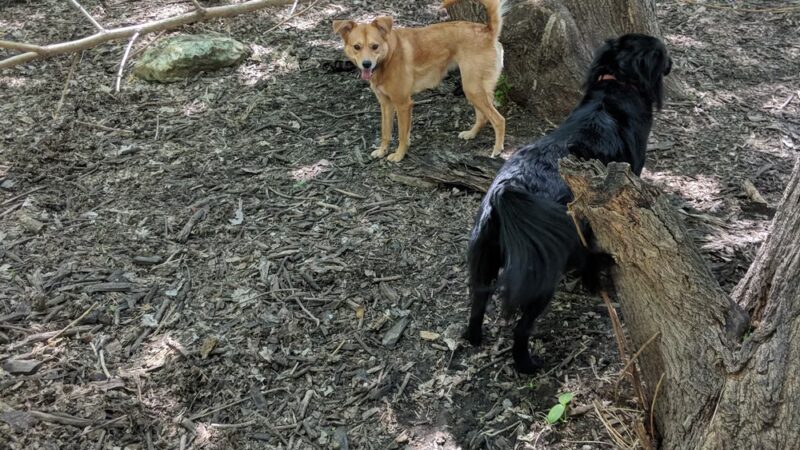 Lake of the Isles Dog Park - Minneapolis, MN