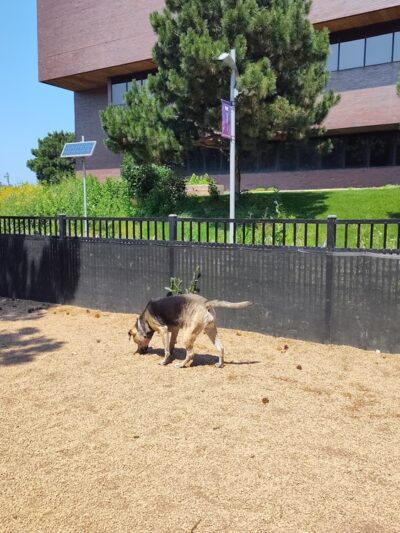 Loring Park Dog Park - Minneapolis, MN