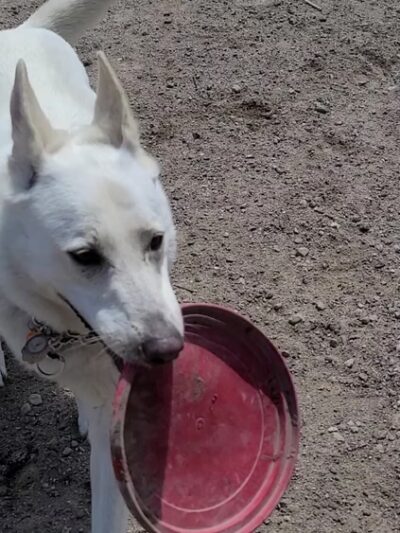 Lyndale Farmstead Dog Park - Minneapolis, MN