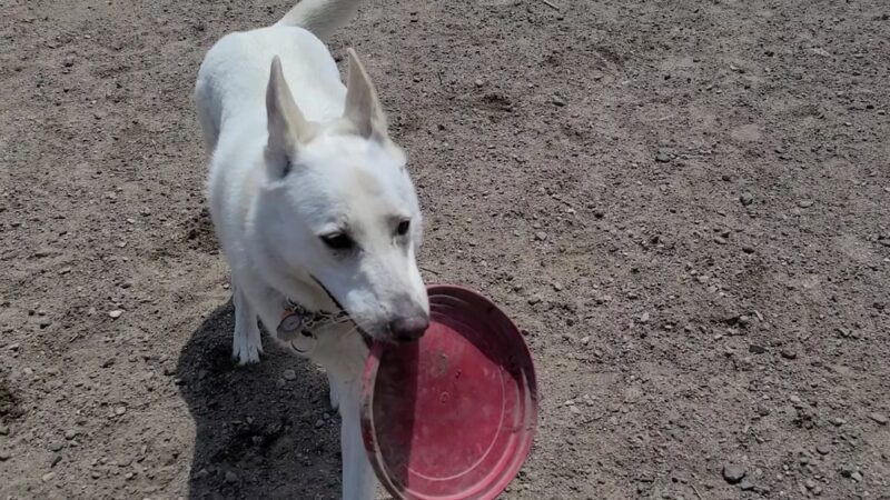 Lyndale Farmstead Dog Park - Minneapolis, MN