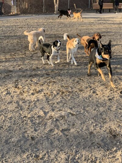 Lyndale Farmstead Dog Park - Minneapolis, MN