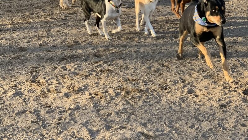 Lyndale Farmstead Dog Park - Minneapolis, MN